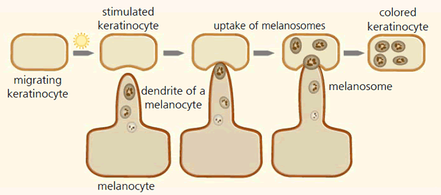 Endocytosis